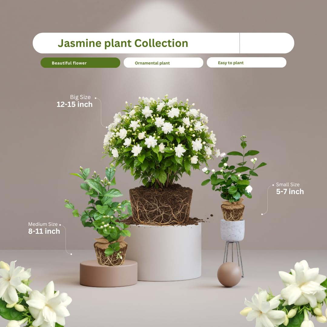 Amazon.com : 2 Jasmine Plants Live, Climbing Jasmine Flower Plant